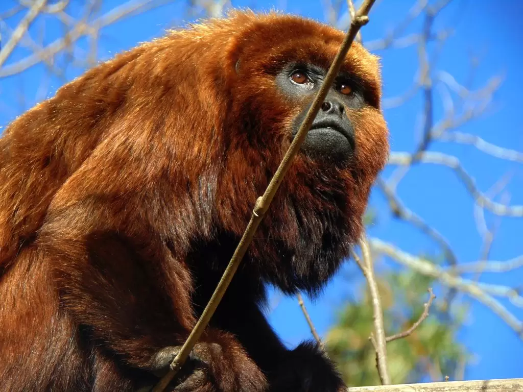 Localmente conhecido como Bugio