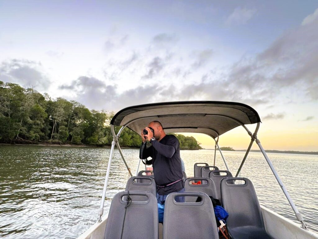 Observação de passaros