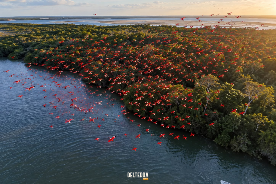 A lenda da Pena Vermelha do Delta do Parnaíba - Passeio ao Delta Revoada dos Guarás no Delta do Parnaíba