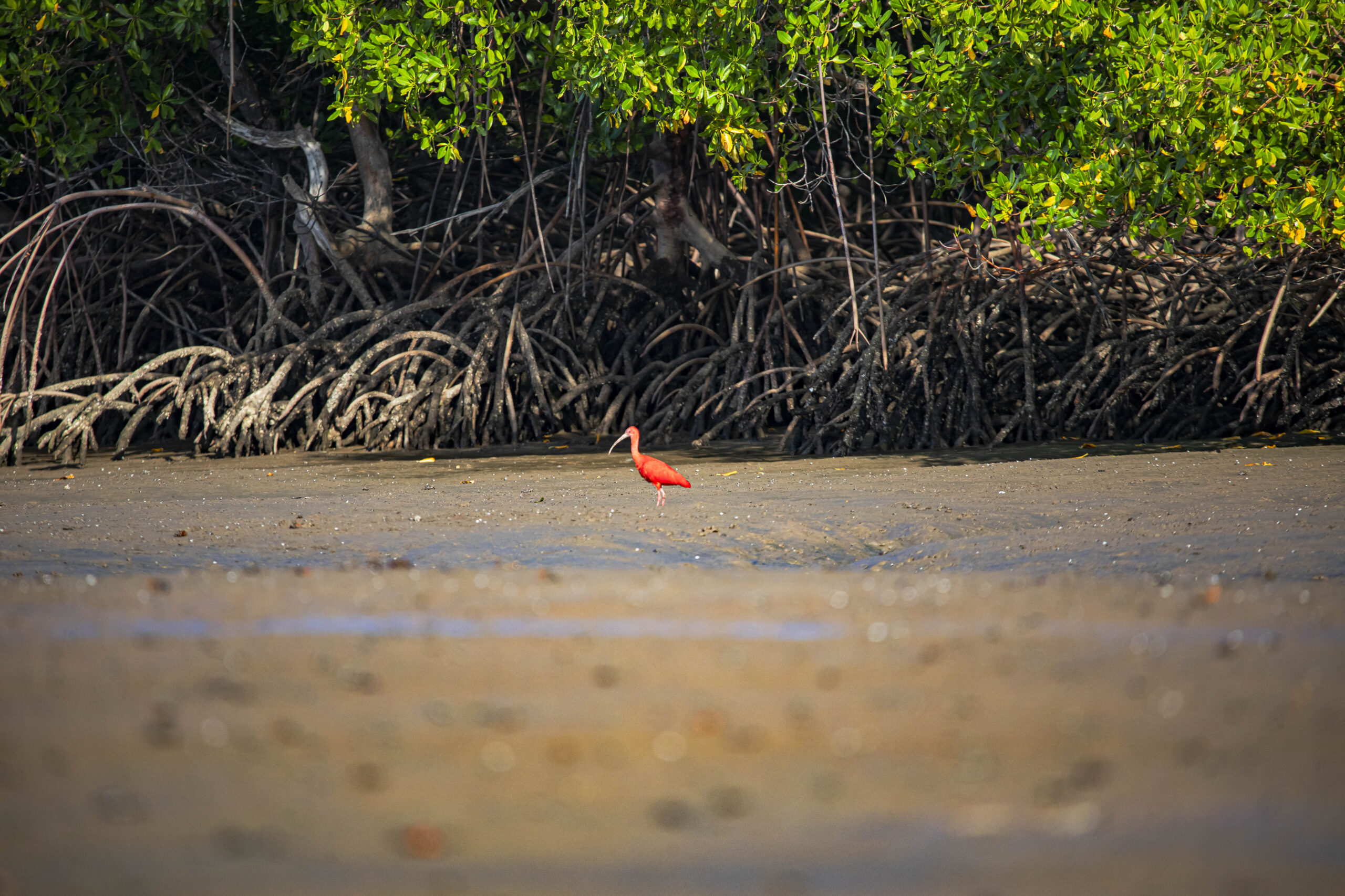 Guará no mangue do Delta do Parnaíba no Piauí